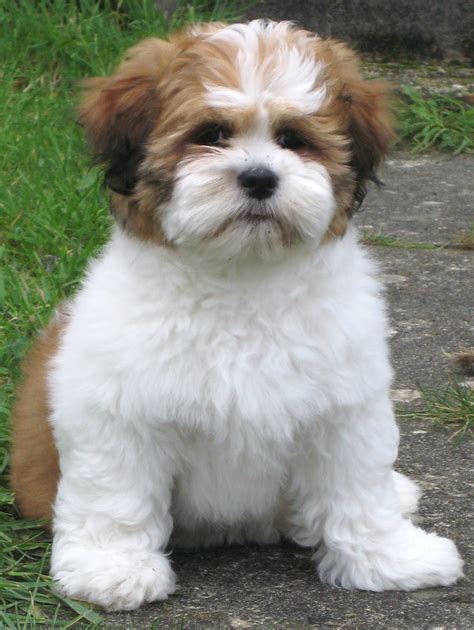 Lhasa Apso tfopa3